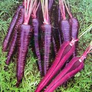 紫胡萝卜种子  紫参蔬菜种子出芽 菜籽  阳台盆栽种菜高率精