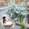 柳叶白菀盆栽白色小清新花镜，植物多年生木本耐寒耐热庭院阳台花卉