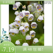 进口茶杯花种子jovellana小球藻紫薇芳香草，庭院装饰花卉