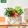 组合绿植室内盆栽吸水盆水培植物，花卉办公室内吸甲醛客厅净化空气