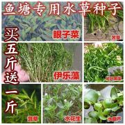 鱼塘水草种子小米草轮叶黑藻，草鱼吃的水草小龙虾，鱼蟹伊乐藻水花生