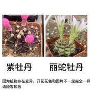 紫牡丹黑牡丹g丽蛇牡丹丽蛇丸蛇纹玉裸萼球属实生开花漂亮仙人球