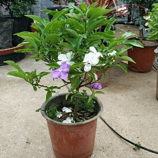 鸳鸯双色茉莉花苗紫色茉莉，盆栽浓香型植物开花易种活