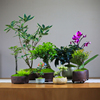 植物室内绿植盲盒盆景小盆栽花卉桌面办公室茶室阳台迷你