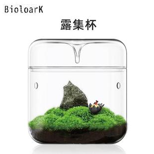 bioloark露集杯苔藓瓶微景观，集露杯花卉绿植，盆景集露瓶生态瓶