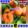 杏树嫁接苗特大双甜巨杏树苗杏仁，香甜杏子苗，南方北方种植当年结果