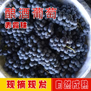 40斤酿酒葡萄蛇龙珠，赤霞珠山葡萄现摘现发新鲜葡萄怀来葡萄