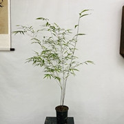 内门竹，室内观赏竹盆景，一物一拍连接