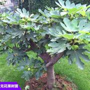 无花果苗盆栽四季特大果，树苗当年结果，南方北方种植地栽无花果树苗