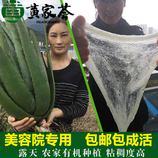 美国库拉索芦荟盆栽植物美容院灌肤专用可食用新鲜补水敷脸大叶片