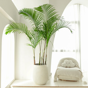 老桩散尾葵绿植盆栽客厅，大型落地室内室外热带，植物椰子树高凤尾竹