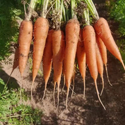 有机胡萝卜无化肥农药种植现挖5斤装河北有机胡萝卜