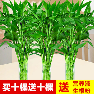 富贵竹水培植物水养客厅节节高绿植，箩观音竹子，盆栽鲜花卉室内绿萝