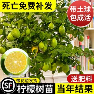 香水柠檬树苗盆栽水果树果苗南北方室内庭院名贵四季种植当年结果