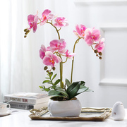 屋内装饰手感兰盆栽，假花仿真花摆件客厅茶几花艺，餐桌上的花