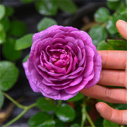 比利时大花浓香月季扦插花苗，蓝紫浓香玫瑰，阳台花园花卉绿植盆栽