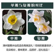 正宗漳州水仙花种球盆栽，冬季复瓣水养，植物室内花卉种子水培绿植