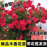 红木香爬藤植物四季开花盆栽，地栽庭院种植耐寒好养藤本浓香黄木香(黄木香)