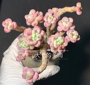 罗琦/劳尔 圆圆果冻色 带香味老桩 多肉植物 一物一拍 大七的多肉