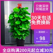 深圳大叶绿萝柱适合客厅办公室内吸甲醛净化空气植物盆栽