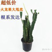 红心火龙果苗盆栽四季种植红肉火龙果树苗南北方果树苗地栽火龙果