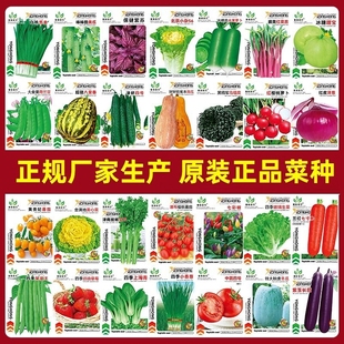 蔬菜种子四季阳台盆栽，番茄黄瓜生菜韭菜，小葱萝卜籽孑大全荠菜苦菊