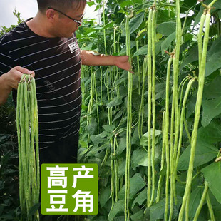 张塘高产豇豆种子特长四季豆芸豆春秋季豆角种籽大全蔬菜种苗农家