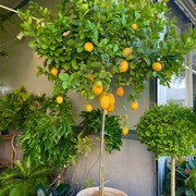 高端东用香柠檬树带果盆栽，客厅阳台绿植花果，可食水小清新花园奢华