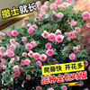 玫瑰花种籽子四季开花盆栽花卉植物易爆盆室内外鲜花种子庭院阳台
