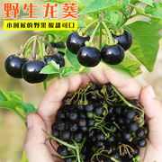 龙葵种籽东北黑天天紫黑黝黝悠悠浆果龙葵果种孑四季阳台野菜籽种