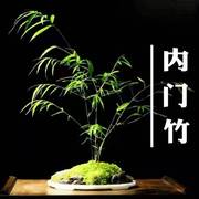 台湾内门竹盆栽朱竹红寒竹，庭院客厅阳台，美观文雅好养活名贵竹苗