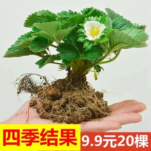 四季草莓苗奶油红颜草莓秧盆栽带土食用南北方阳台庭院当年结果苗