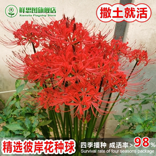 绿植彼岸花种子 曼珠沙华盆栽 彼岸花种球石蒜花 室内四季种花卉