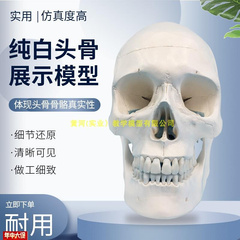 进口1 1人体头骨模型骷髅头模C型人体头颅骨骨骼模型头骨标本