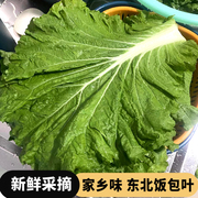 新鲜大白菜叶东北农家蔬菜包饭包白菜叶子蘸酱菜现摘产地直发
