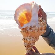 。天然大真海螺贝壳，摆件工艺品鱼造23574号景海的声音，特角可吹玩
