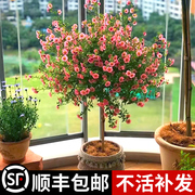 小木槿盆栽重瓣花卉棒棒糖植物，四季开花室内桌面阳台花卉易活好养