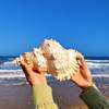 天然真海螺贝壳超大巨型标本鱼缸，造景摆件玩具，号角可吹得响的海螺