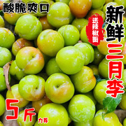 三月李新鲜应季孕妇李子水果1-5斤青脆李脱骨三华珍珠李
