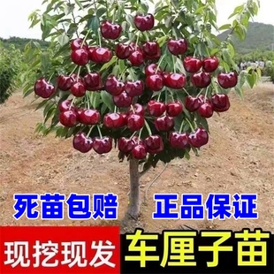 车厘子树苗樱桃树苖南方北方种植盆栽庭院果树矮化嫁接大樱桃树苗