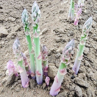 芦笋种子种籽苗带土根盆栽紫色四季种植蔬菜种苗孑高产根苗多年生
