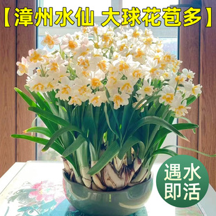 漳州水仙花盆栽水养种球苗四季开花室内水培花卉植物好养易活
