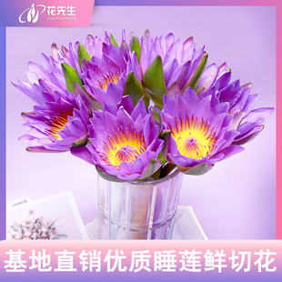 广州睡莲鲜花荷花百合兰花雏菊向日葵花束水养云南直发同城速递