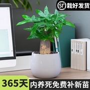 发财树盆栽室内客厅办公室桌面，绿植小盆景四季常青花卉易活植物