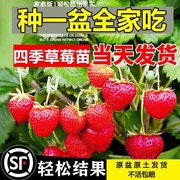 盆栽奶油草莓苗种籽子带盆土可食用红颜四季结果阳台新苗种植苗秧