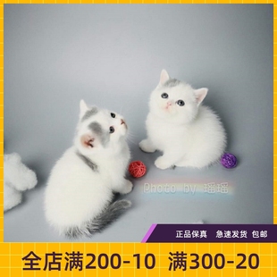 #瑶瑶名猫#英国短毛猫/活体/宠物猫银蓝梵幼猫短毛猫/DD/找新家