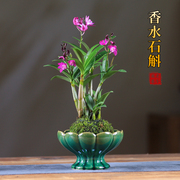 石斛兰盆栽苔藓球水培植物室内客厅桌面绿植懒人花卉好养带花苞