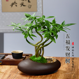 五福发财树新中式禅意盆栽室内桌面，造型盆景招财植物耐阴好养绿植