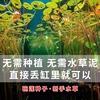 水草浮萍睡莲水培四季鱼缸缸，造景装饰草种子活体植物懒人碗莲种籽