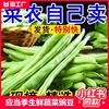 云南现摘新鲜四季豆豆角10斤长扁豆角生鲜蔬菜豌豆芸豆豆